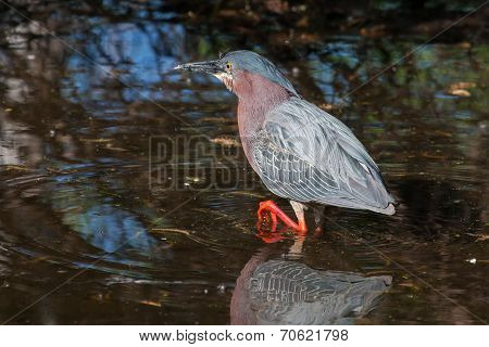 Green Heron (butorides Virescens Virescens)
