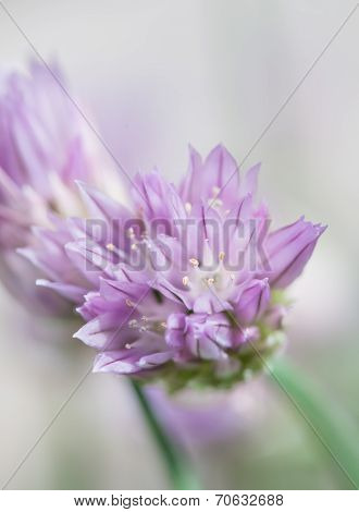 Flowering Chives
