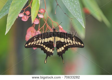 Giant Swallowtail Butterfly (papilio Cresphontes)