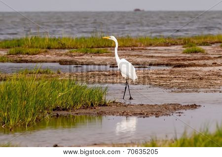 Little Egret Egretta Garzetta Small White Heron