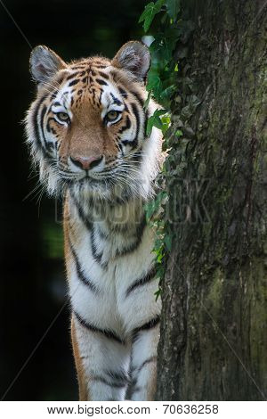 Bengal Tiger Panthera Tigris Tigris In Captivity
