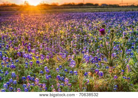 Bluebonnet Sunrise In The Texas Hill Country