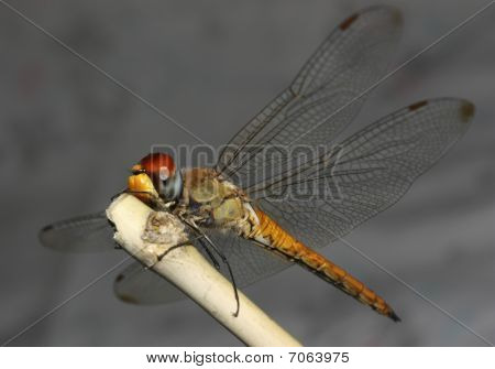 Libélula