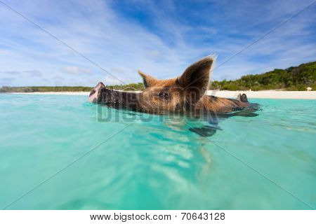 Swimming pig in a water at beach on Exuma island Bahamas