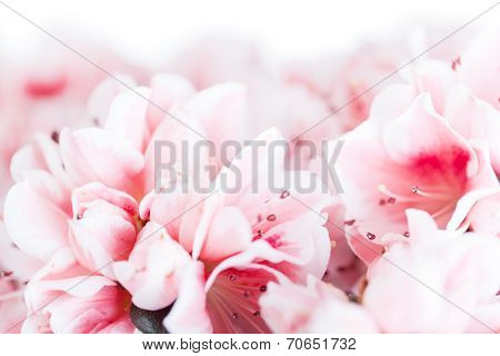 Blossoming azalea of a grade of Mevrouw Gerard Kint