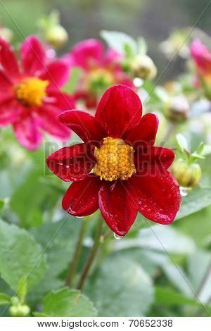Beautiful Flower With Water Drops