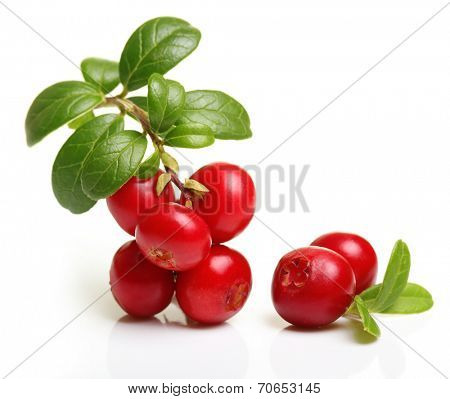 Forest wild berry cowberry with leaves isolated.