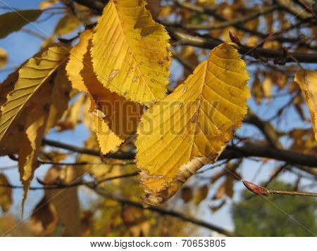 yellow leaves