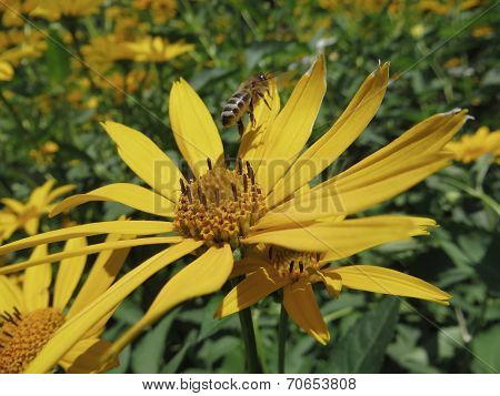 bee on yellow flower