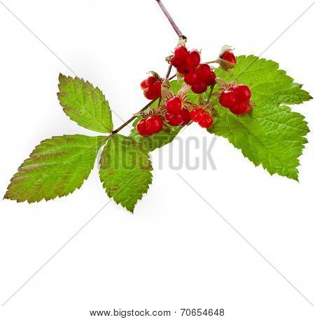 Wild Forest Stone Bramble berry (Rubus saxatilis)  isolated on white background