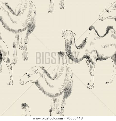 hand drawn camel