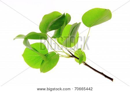 European Wild Pear (Pyrus pyraster)