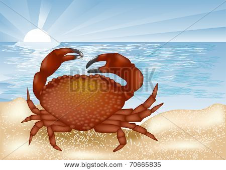 Crab At Sea