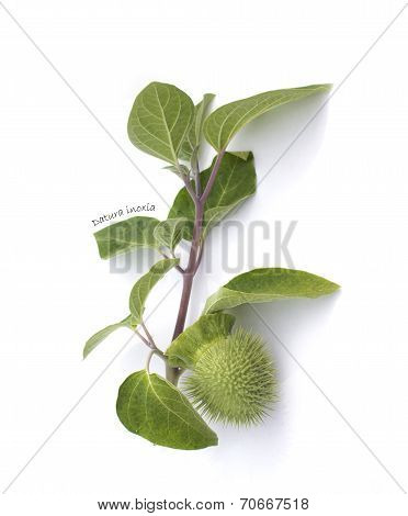 Herbarium : Datura Inoxia Branch