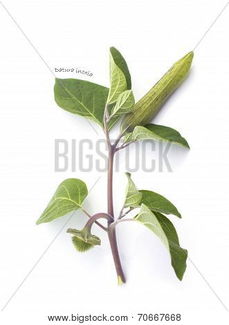 Herbarium : Datura Inoxia Branch
