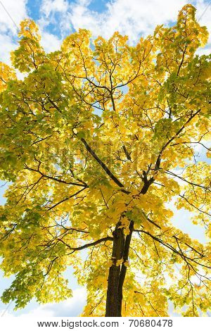 Autumn Tree with yellow Leaves