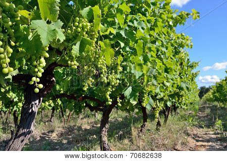 Vineyard