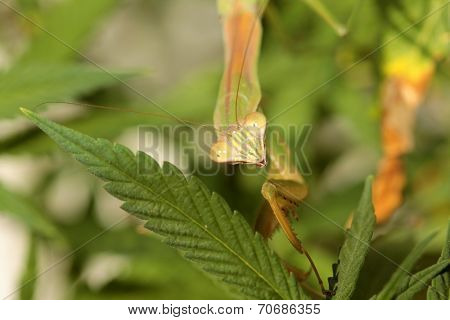 A Female European Preying Mantis, guards her Female Cannabis Sativa Medical Marijuana Plant from other insects. Preying Mantids are a natural pesticide because they eat other insects. 
