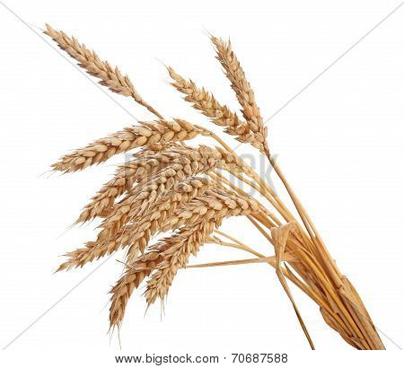 Wisp Of Wheat