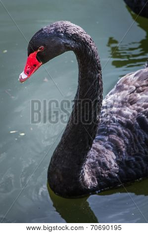 Black swan neck