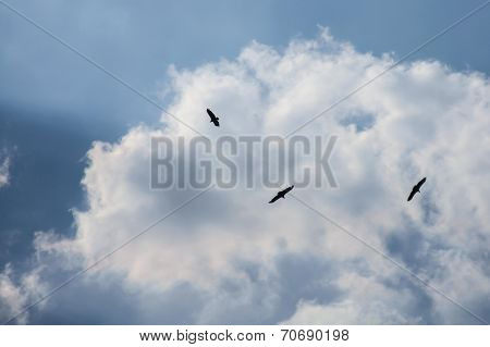 Swirling hawks