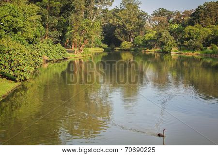 Swan lake green
