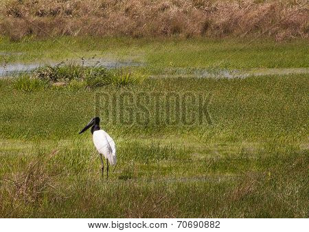 Stork in field