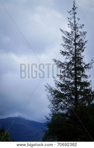 Pine tree profile
