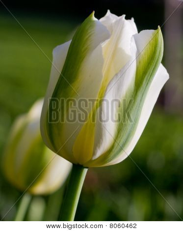 Białe i zielone tulipany