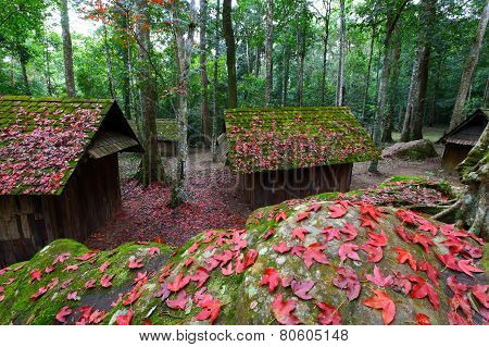 Red maple leaf with Political and Military School at Phu Hin Rong Kla National Park, Thailand