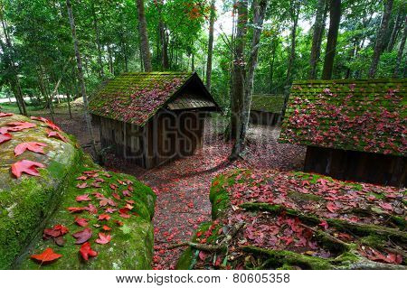 Red maple leaf with Political and Military School at Phu Hin Rong Kla National Park, Thailand