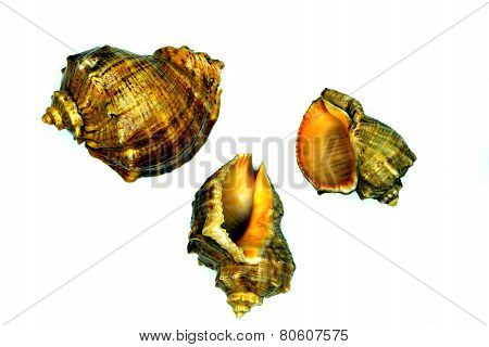 Three Marine Sea Shells Against A White Background