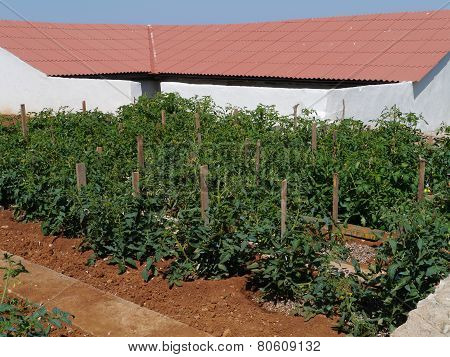 Tomatoes plants in a kitchen garden