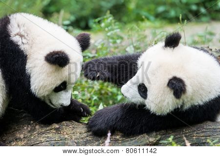 two Panda bears cubs playing Bifengxia base reserve Sichuan China