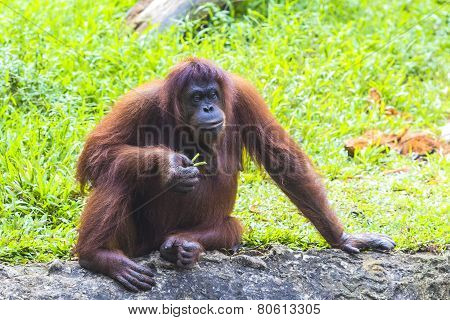 Orangutan