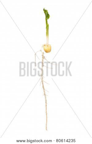 Sprouted Pea