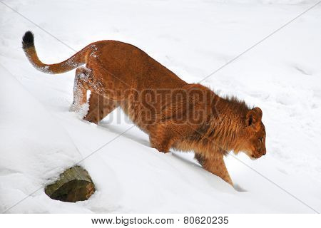 Young lion