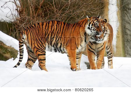 Pair of tigers