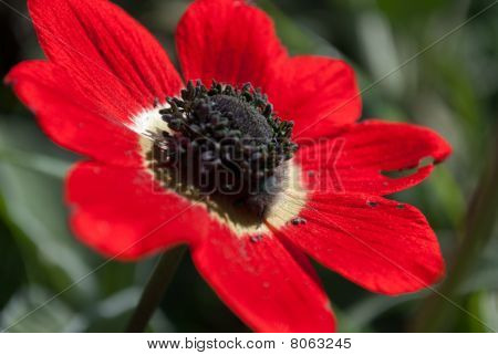 fiore rosso