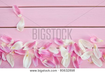 Fresh Flower Petals On Pink