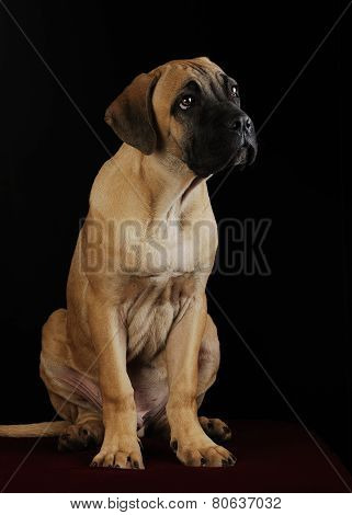 portrait of a Mastiff puppy