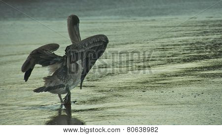 Pelican in Galapagos Islands