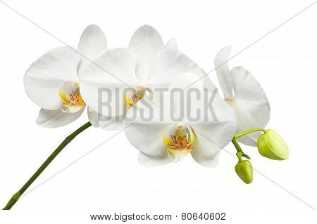 Blooming Twig Of White Orchid Isolated On White Background.