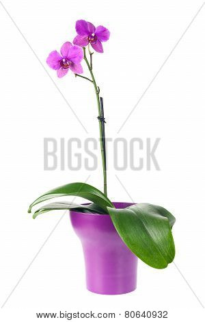 Blooming Twig Of Fuchsia Orchid In Purple Flower Pot Isolated.