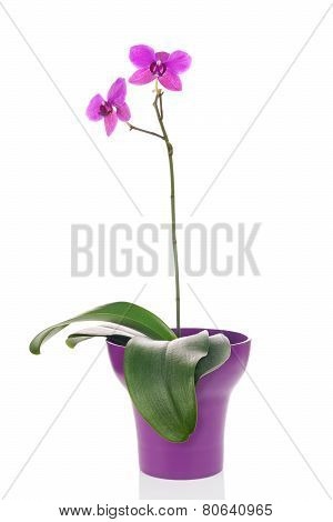 Blooming Twig Of Fuchsia Orchid In Purple Flower Pot Isolated.