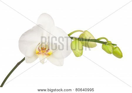 Blooming Twig Of White Orchid Isolated On White Background.