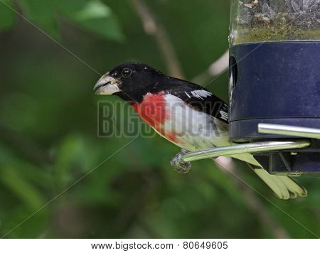 Alert Red-Breasted Grosbeak