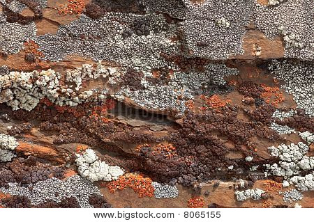 ลวดลายพื้นหลัง Lichens ร็อค