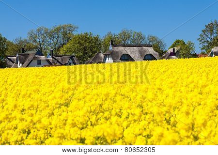 Canola And Buildings