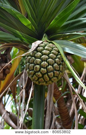 Hala Fruit (pandanus Tectorius)